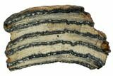 Mammoth Molar Slice With Case - South Carolina #106488-1